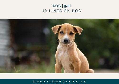 10 Lines on Dog